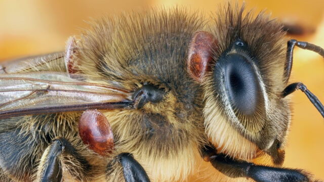 Vignette du programme télé Apiculture : un parasite menace les ruches