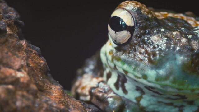 Vignette du programme télé La fabuleuse aventure des amphibiens