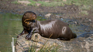 Vignette du programme télé Dora, la jeune loutre géante