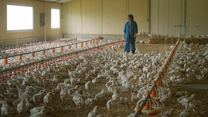 Vignette du programme télé Poulet mania