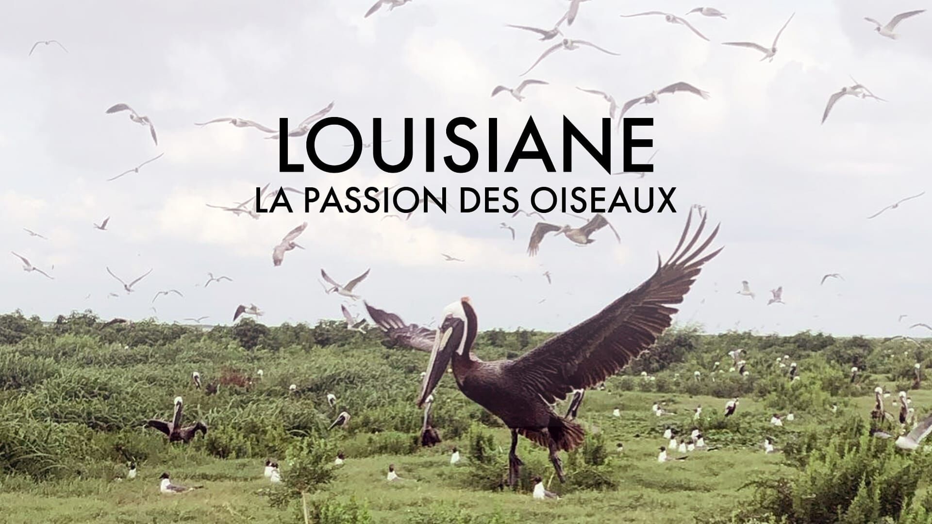 Vignette du programme télé Louisiane, la passion des oiseaux