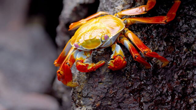 Vignette du programme télé L'Equateur, au sommet de la biodiversité : Des hautes Andes aux îles Galápagos