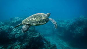 Vignette du programme télé L'avenir de la grande barrière de corail