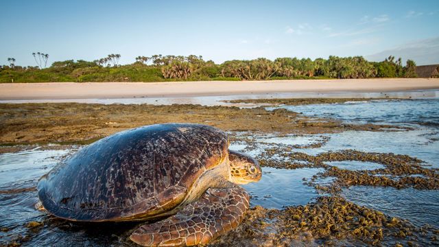 Vignette du programme télé Poilão, l'île sanctuaire de Guinée-Bissau