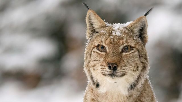 Vignette du programme télé Transylvanie, un bestiaire fantastique
