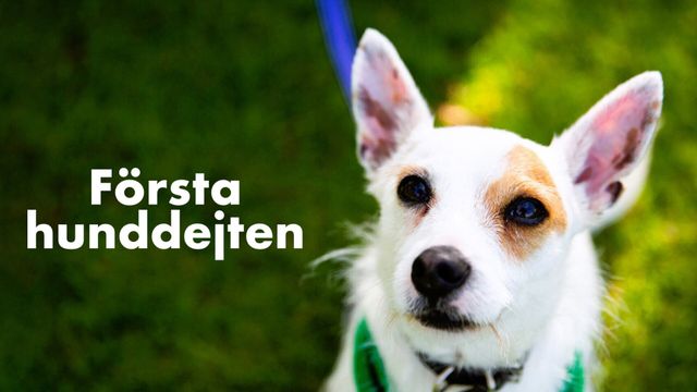 Vignette du programme télé Dog House : un chien pour la vie