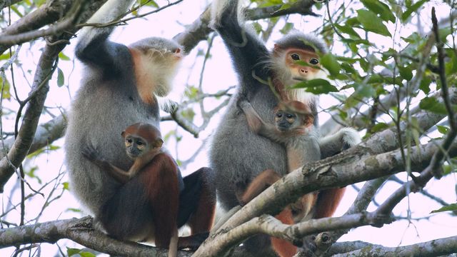 Vignette du programme télé Vietnam, des ponts pour sauver les singes