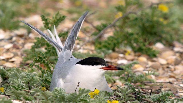Vignette du programme télé La Belgique sauvage