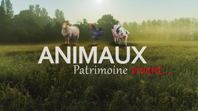 Vignette du programme télé Animaux, patrimoine oublié !