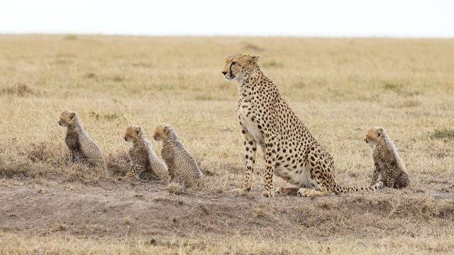 Vignette du programme télé Mère nature - Saison 1