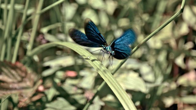Vignette du programme télé La Belgique sauvage
