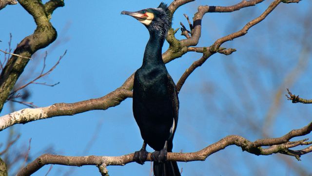 Vignette du programme télé La Belgique sauvage