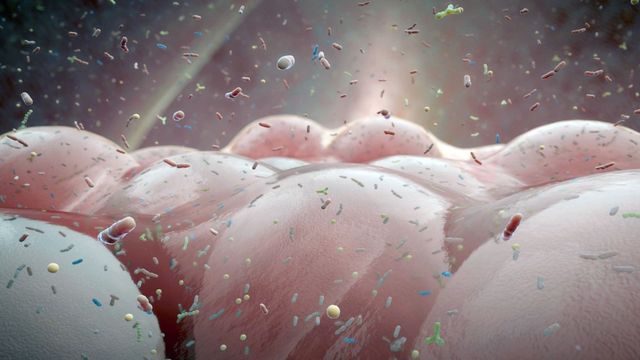 Vignette du programme télé Les vrais maîtres de la Terre : Les microbes