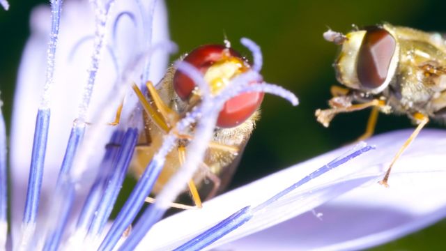 Vignette du programme télé Les vrais maîtres de la Terre : Les insectes