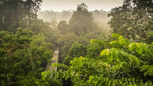 Vignette du programme télé Les trésors naturels de Bornéo