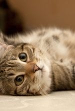 Vignette du programme télé La vie secrète des chats