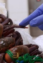 Vignette du programme télé Au coeur des douanes : Espagne