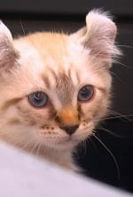 Vignette du programme télé La vie secrète des chats