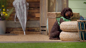 Vignette du programme télé Dog House : un chien pour la vie (Jamais deux sans trois) S6 (n°3)