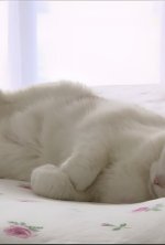 Vignette du programme télé La vie secrète des chats