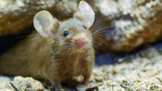 Vignette du programme télé Au pays des souris