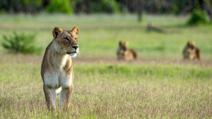 Vignette du programme télé Les miracles du delta de l'Okavango