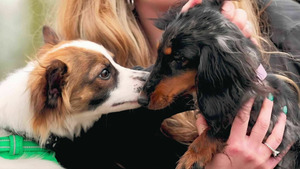 Vignette du programme télé Dog House : un chien pour la vie (Mon commandant) S6 (n°4)